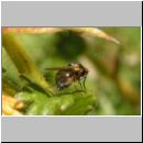 Minettia longipennis - Faulfliege 02.jpg